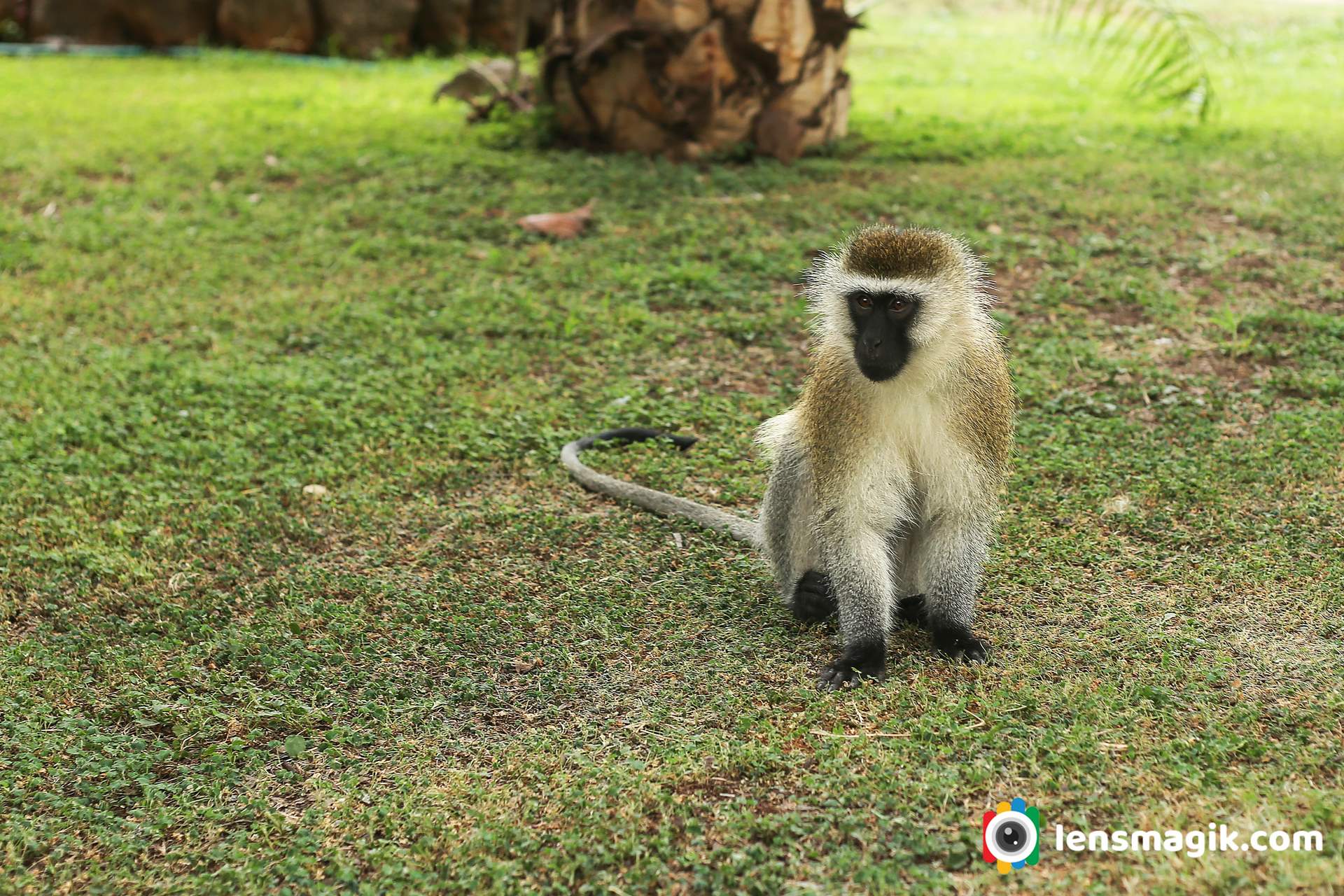 Vervet Monkey Africa