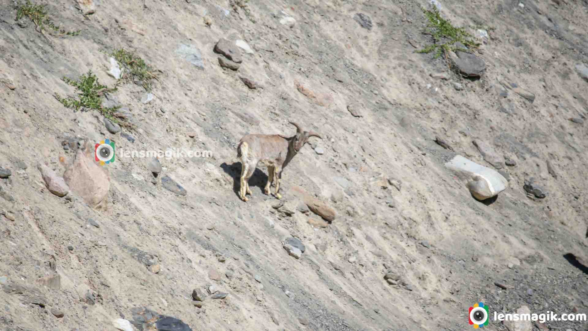 Bharal: The Blue Sheep of the Himalayas