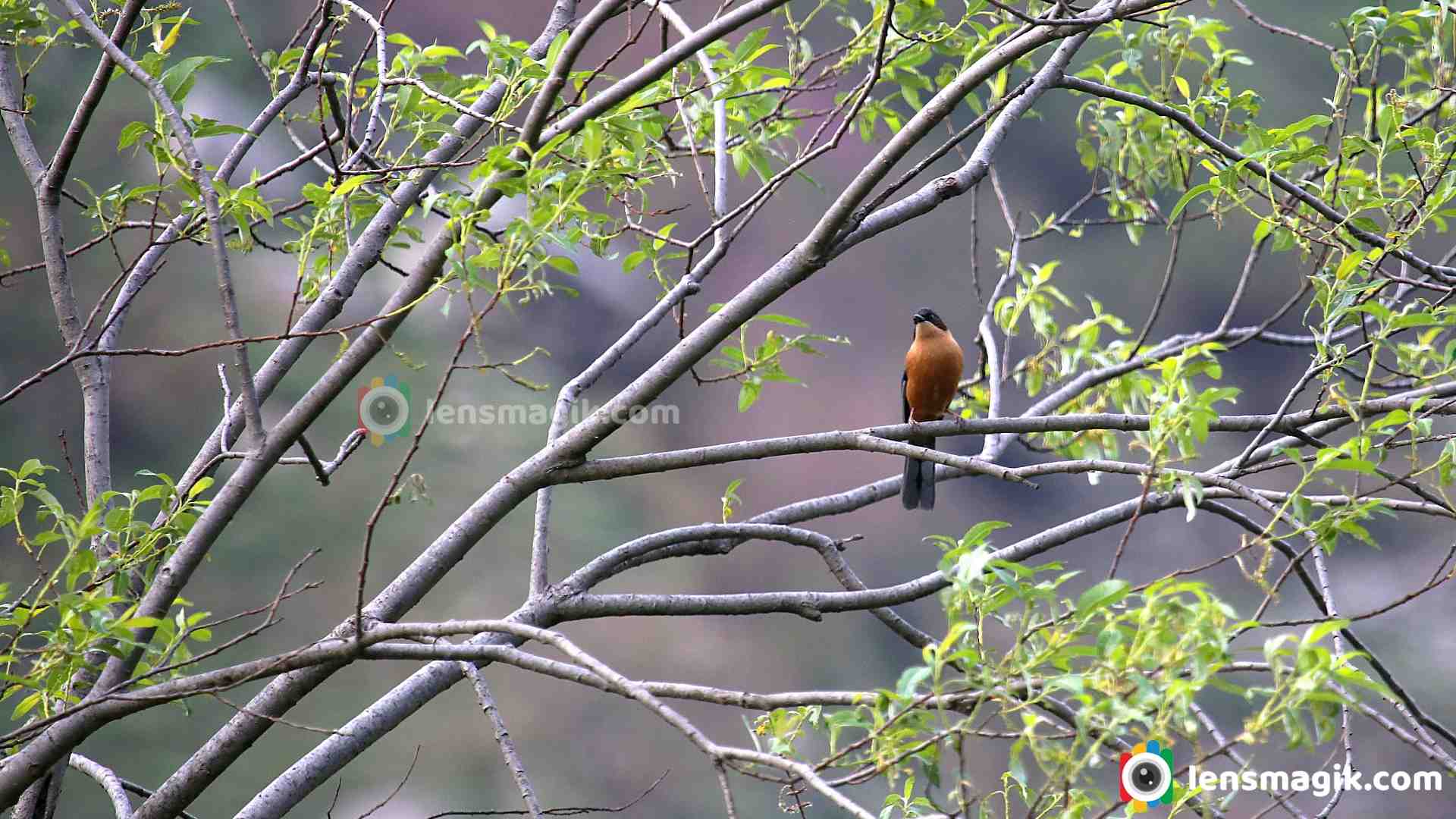 The Rufous Sibia : Singing in the Clouds