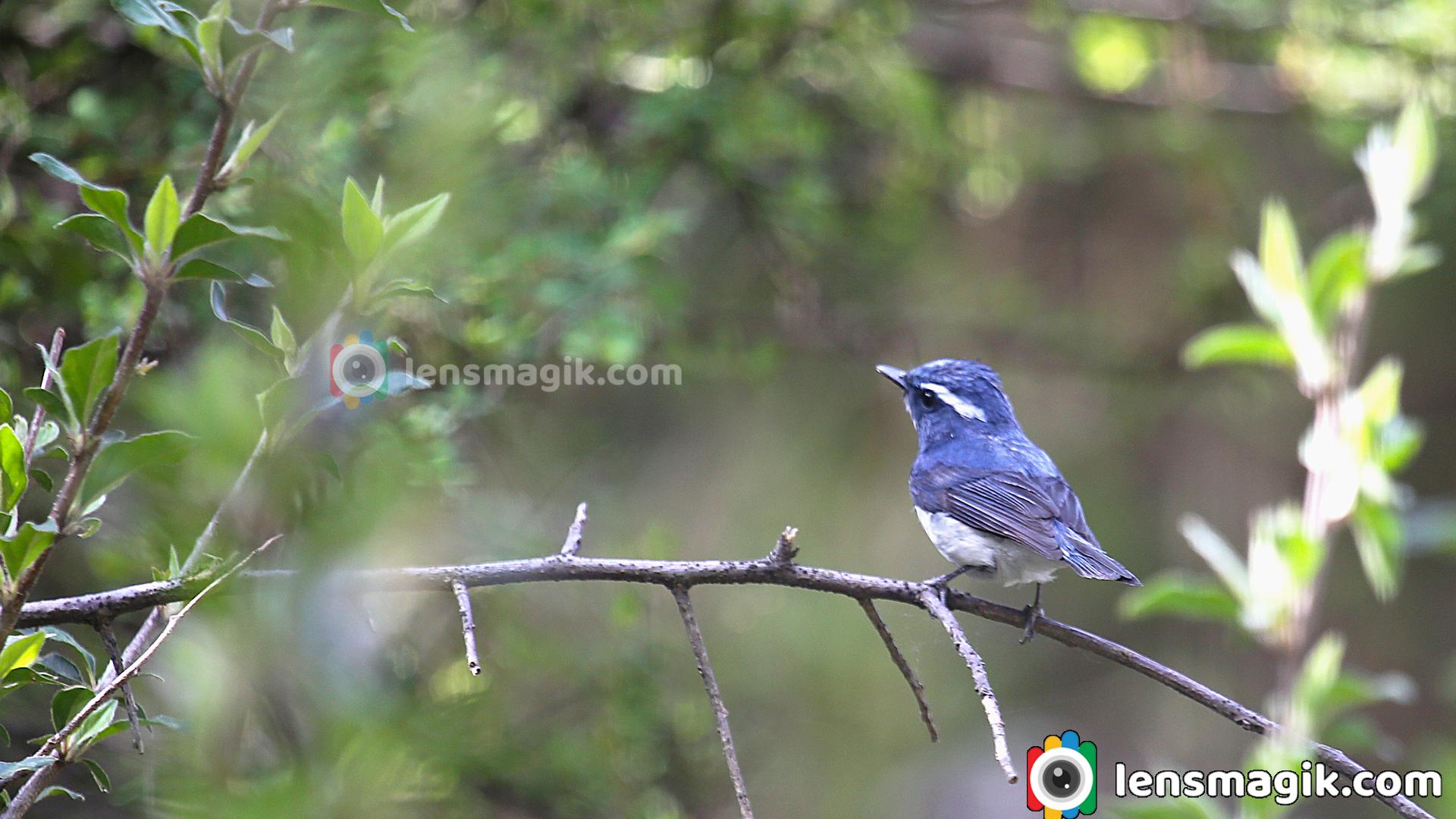 Electric Blue in the Canopy : Ultramarine Flycatcher 