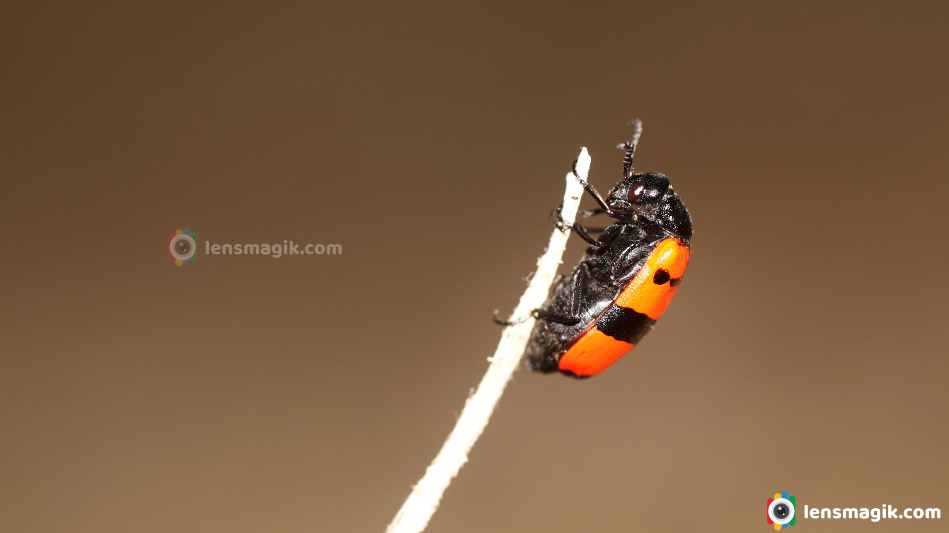 Blister Beetles: The Chemical Warfare Experts in Your Backyard